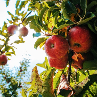 Cripps Pink and Cripps Red varieties in checkmate after CPVO Board of Appeal ruling